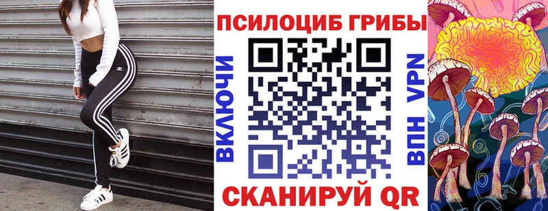 Псилоцибиновые грибы Psilocybe Лодейное Поле